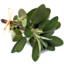 Gel SONOLIFT METABOLIC (flacon 250 ml)